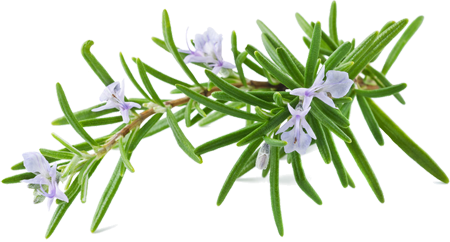 rosmary